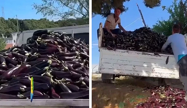 Komisyonculara kızan çiftçi, bir kamyon patlıcanı çöpe döktü