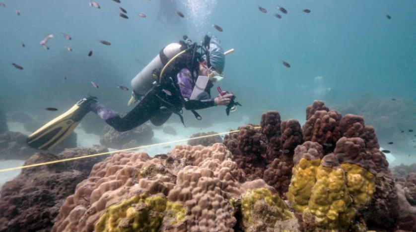 Tayland’da mercan resiflerinde ağarma: 12 milli deniz parkı kapatıldı
