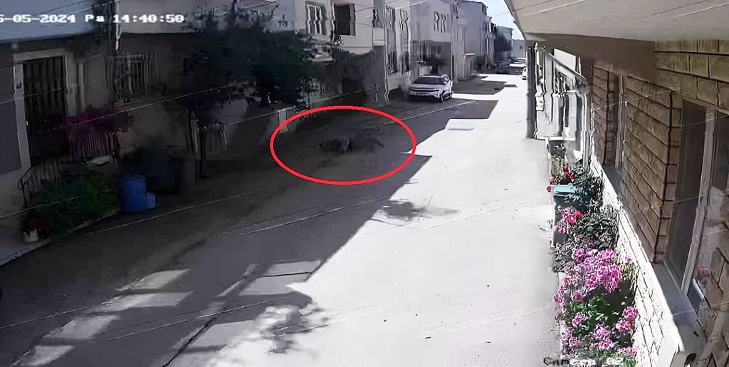 Bursa’da 3 çocuğu ısırdılar: Polisin köpeklere müdahalesi kamerada