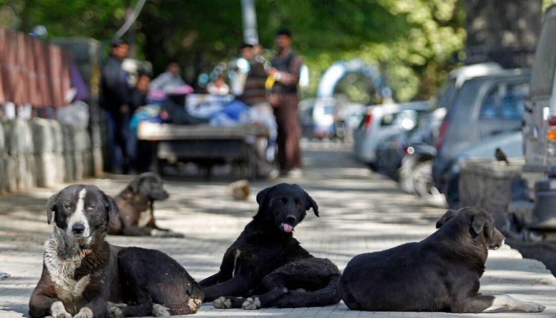 Başıboş köpek sorunu! Çözüm için yeni formül