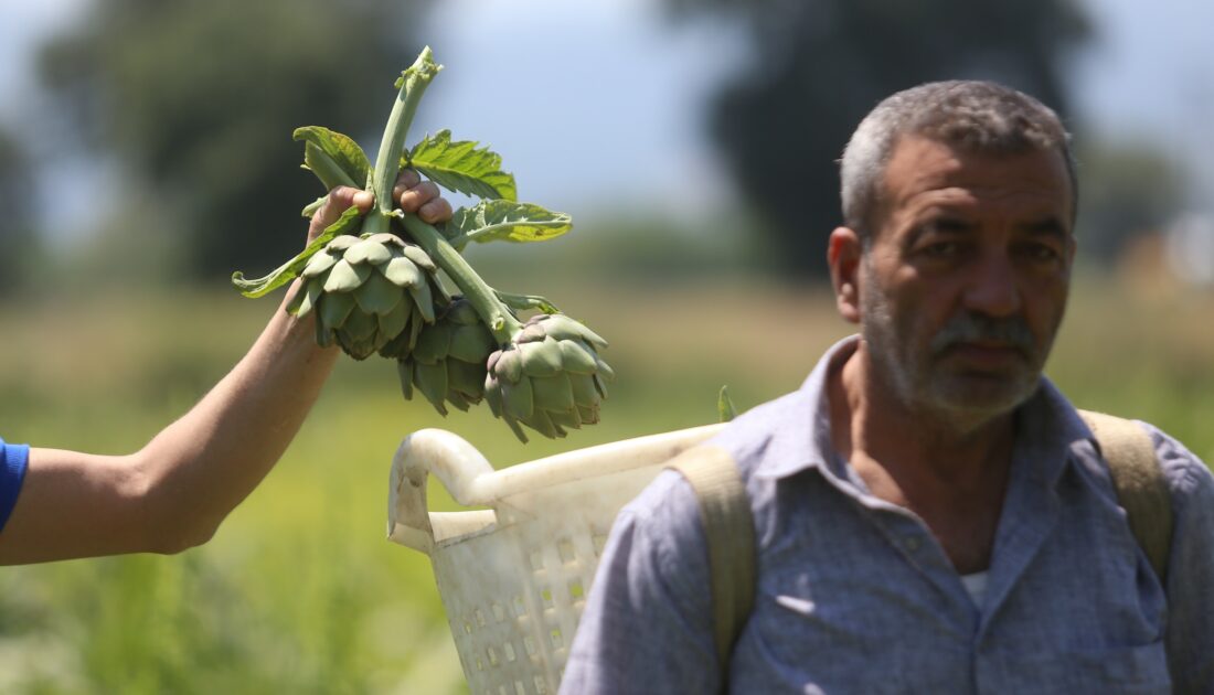 Coğrafi tescilli Hasanağa enginarında rekolte yarıya düştü