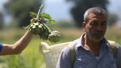 Coğrafi tescilli Hasanağa enginarında rekolte yarıya düştü