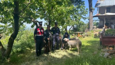 Bursa’da kaybolan 16 küçükbaş hayvanı jandarma ekipleri buldu