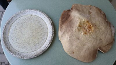 Tepsi büyüklüğündeki içi kızıl mantar görenleri şaşırttı