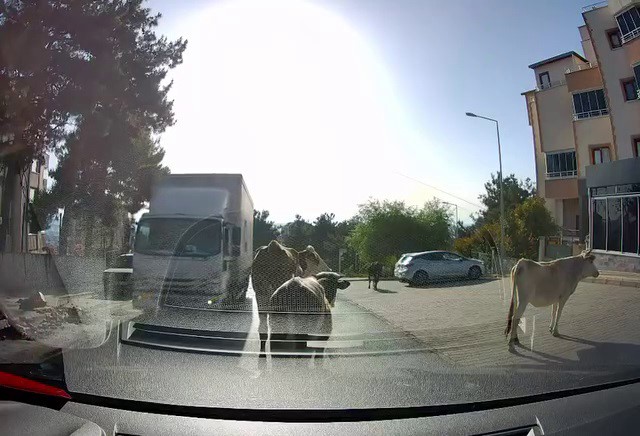 Bursa’da danalar bayramdan önce firar etti