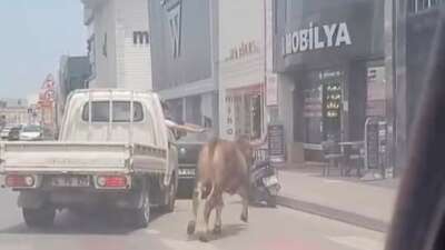 Bursa’da kurbanlık firarda