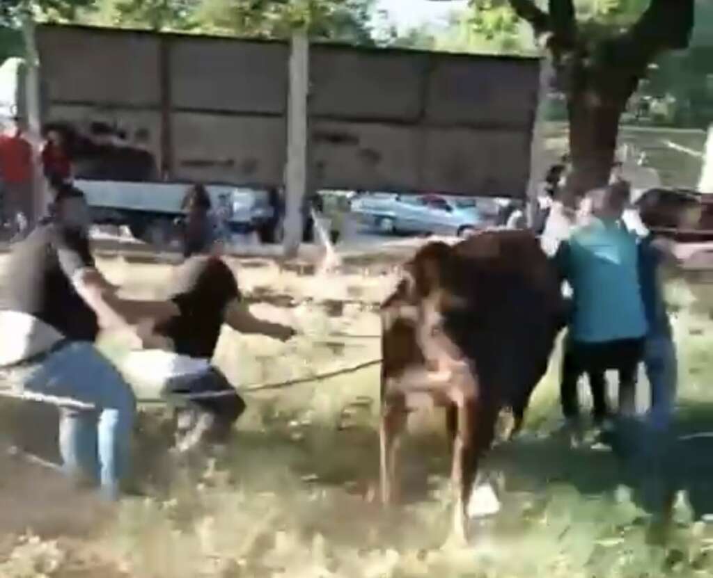 Bursa’da kurbanlık dana sahibini zorladı