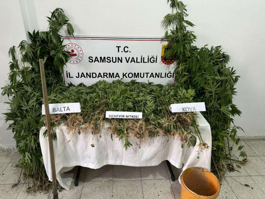 Yasadışı kenevir üretimi yapan şahsı jandarma gözaltına aldı Yasadışı kenevir üretimi yapan şahsı jandarma gözaltına aldı
