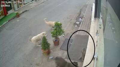 Kan donduran görüntü: 8 köpeğin kediyi telef ettiği anlar kamerada
