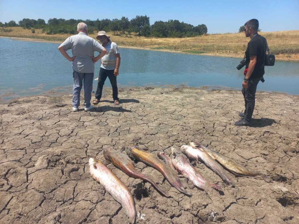 Toplu balık ölümleri dikkat çekti