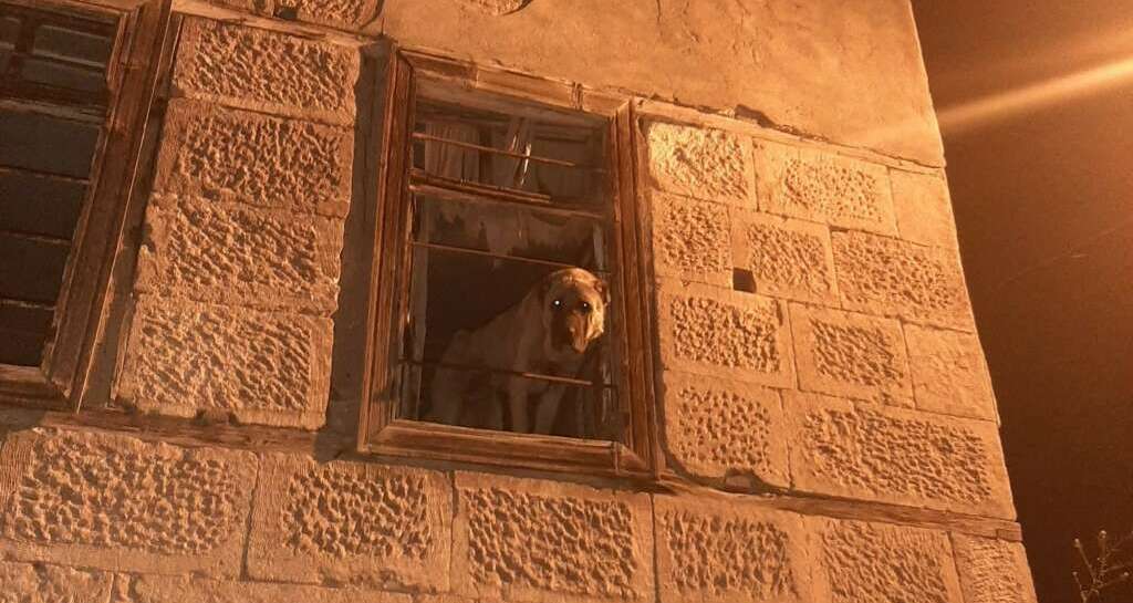 20 gündür kayıp köpek harabe binada hapsedilmiş halde bulundu