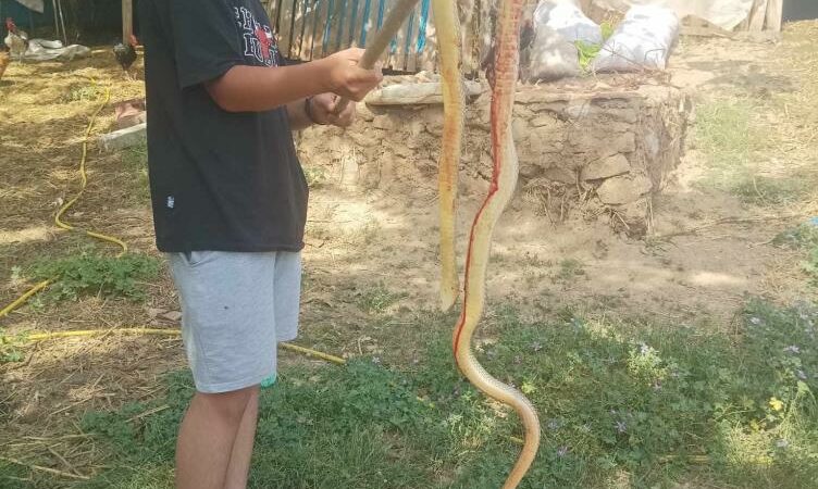 Bursa’da 2 metrelik yılan yakalandı