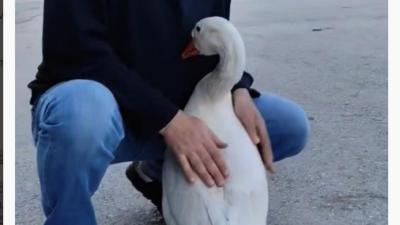 Kendisini sevdirmek isteyen kazın çabası gülümsetti