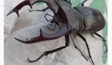 Kırmızı listede yer alıyor, Türkiye’de görüntülendi