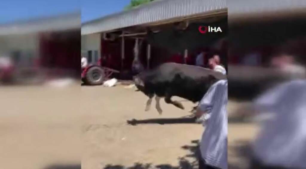 Bursa’da kaçan boğa ortalığı birbirine kattı