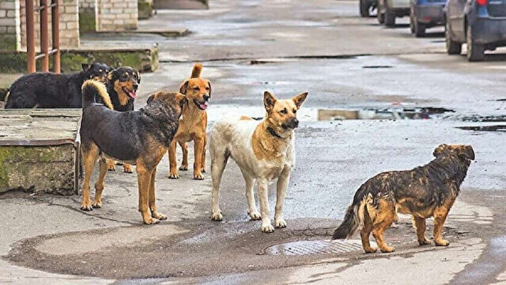 Sokak köpekleri düzenlemesiyle ilgili ötanazi kararı