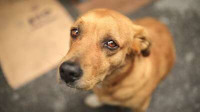 Köpeğin hastalığı ihaneti ifşa etti