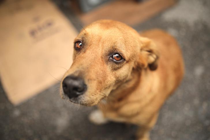 Köpeğin hastalığı ihaneti ifşa etti