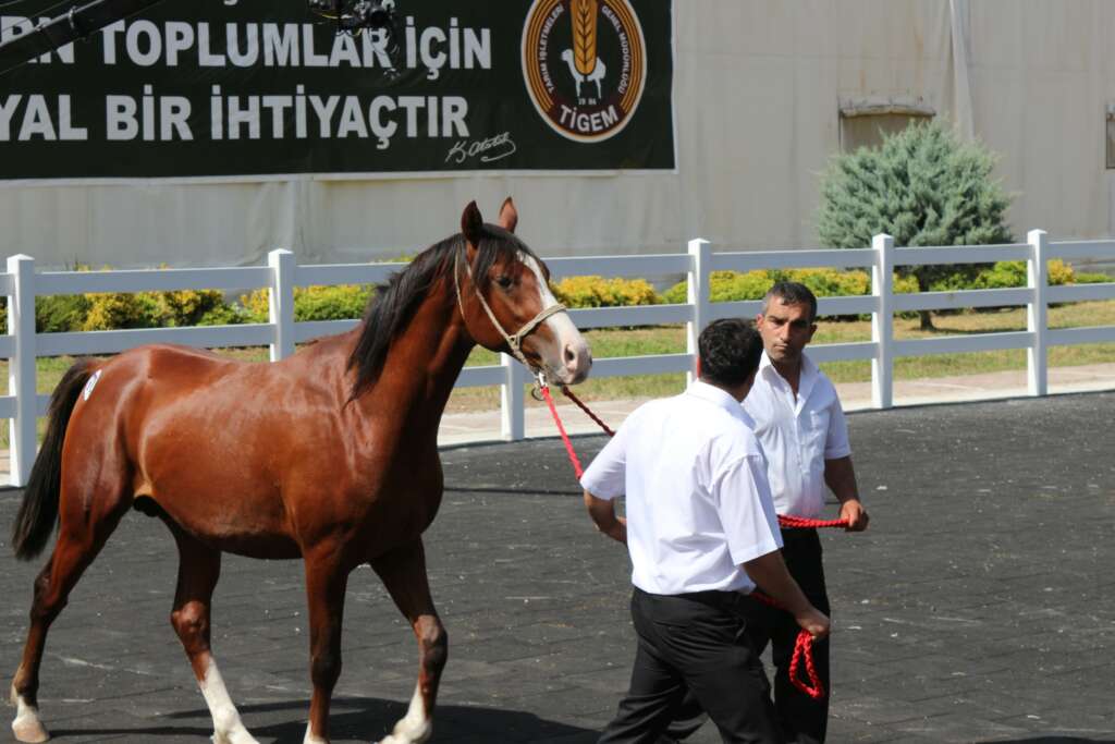 Bursa’da 21 milyon liralık yarış atı satışı