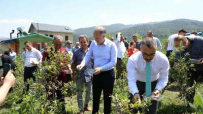 İnegöl’de yaban mersini hasadı başladı