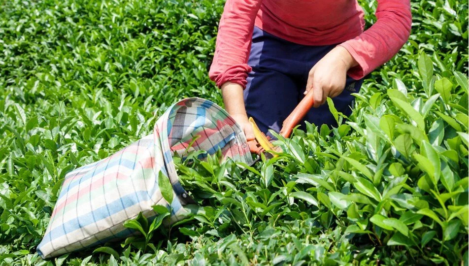 Çay hasadı yapanların üzerine yıldırım düştü: 1 ölü, 1 yaralı