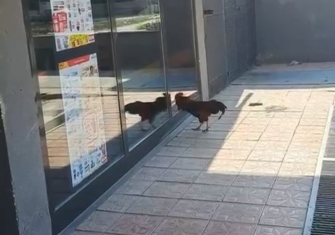 Bursa’da markete girmek isteyen horoz bakın ne yaptı!
