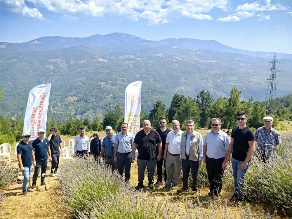 Orhaneli’nde lavanta hasadı başladı