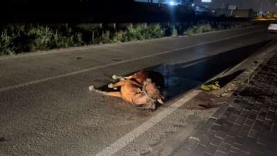 Bursa’da ata çarpıp kaçtılar
