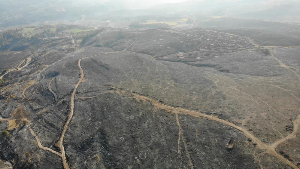 Çanakkale’de küle dönen alanlar yeniden yeşeriyor