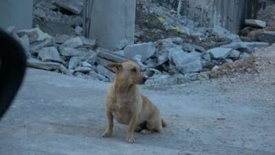 Bir köpek dehşeti de Bursa’dan…