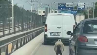 Bursa’da firari koyun, trafiği alt üst etti