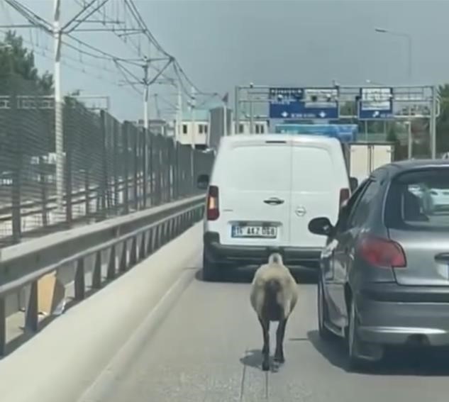 Bursa’da firari koyun, trafiği alt üst etti