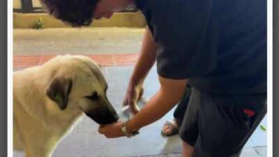 Kavurucu sıcakta susayan köpek kana kana su içti