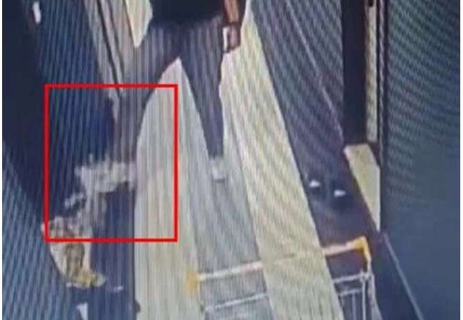 Kediye işkenceye 1,5 yıl hapis! Şirine’yi 4. kattan aşağıya atmıştı
