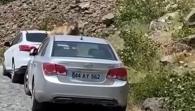 Nemrut’ta ayılar yol kesip arabaların üstüne çıktı