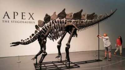 En büyük dinozor fosili rekor fiyata satıldı