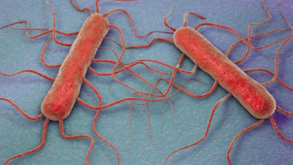 ABD’de listeria salgını: 9 ölü
