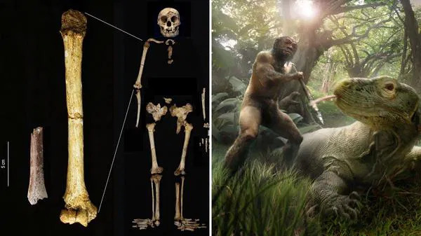 700.000 yıllık kemiğin keşfi, ilk ‘hobbit’ insanların varlığını doğruladı