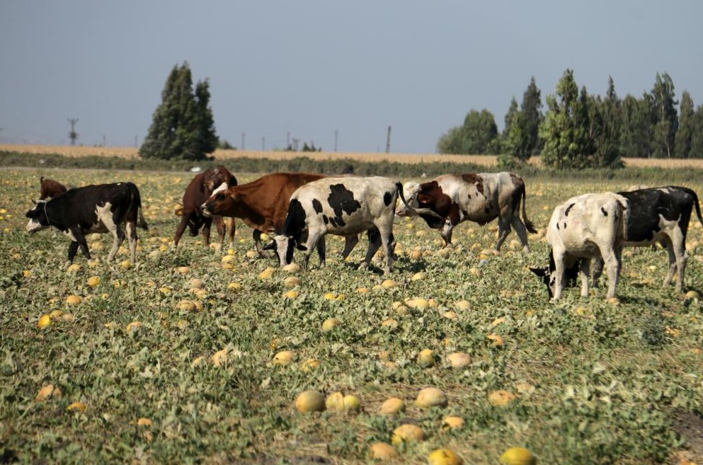 ‘Hayrına’ bıraktığı kavun hayvanlara yem oldu!