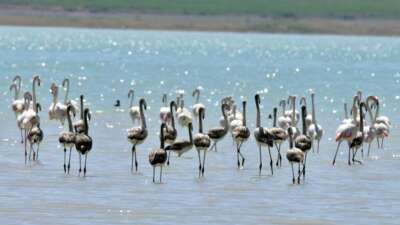 Flamingolar Arin Gölü’nde