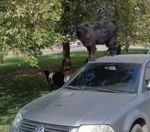 Bursa’da keçi arabanın tavanına çıktı!
