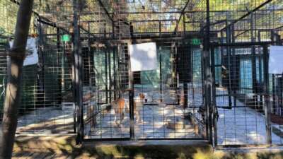Bursa’da ata saldıran köpek yakalandı
