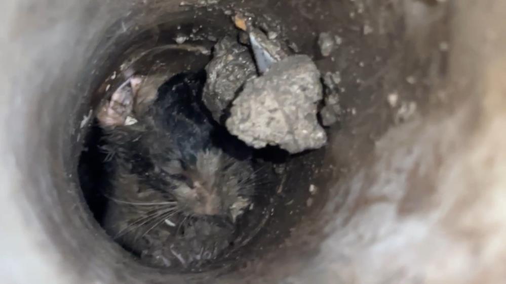 Bursa’da kedi kurtarma operasyonu
