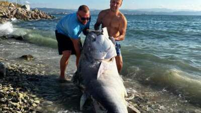 Marmara’da 2 dalgıç, 320 kilogram orkinos avladı