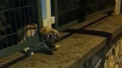 Bursa’da yavru köpek böyle kurtarıldı