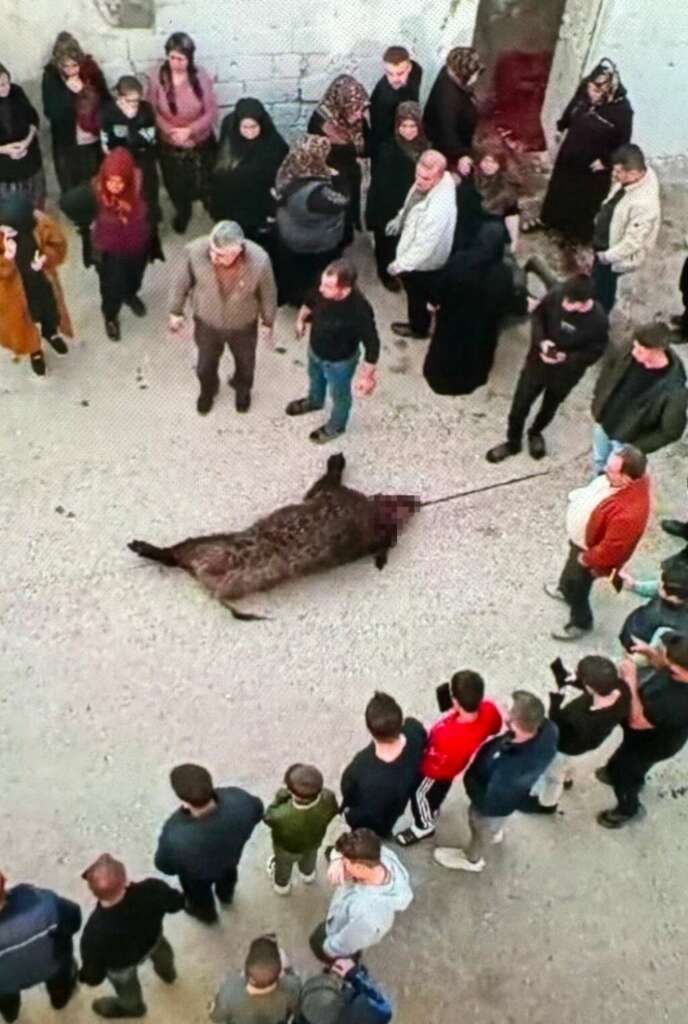 Gündüz köye inen domuz vatandaşlara saldırdı