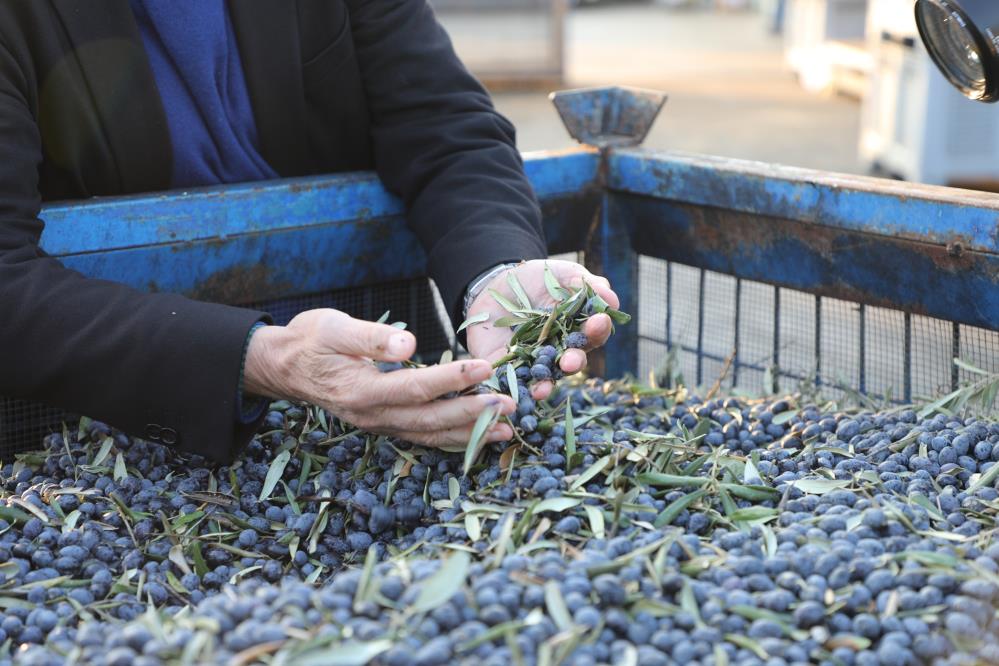 Mudanya Belediyesi’nden zeytin hamlesi!
