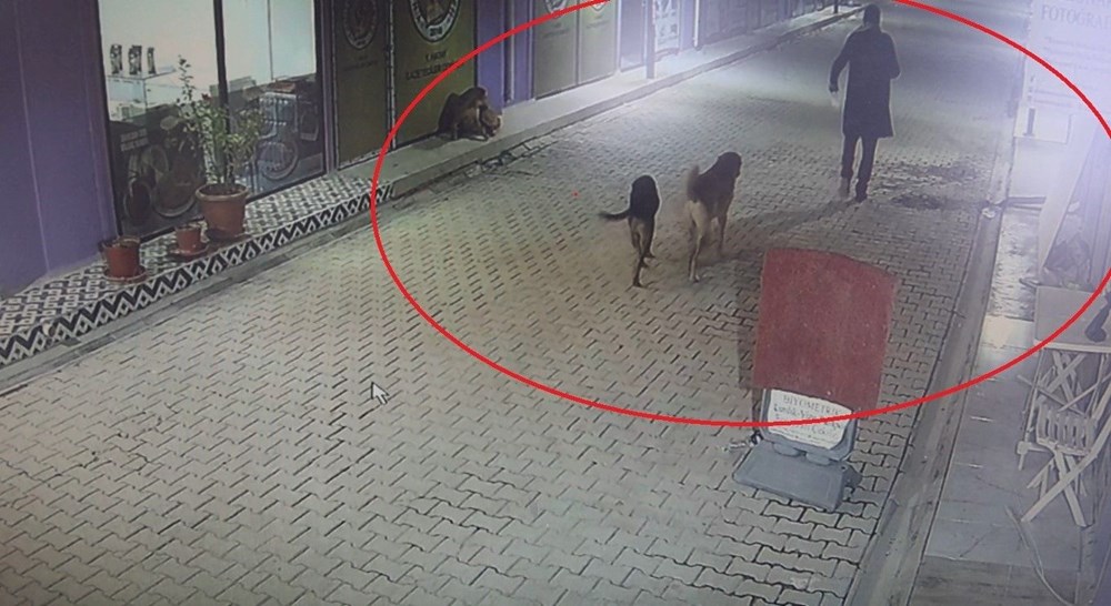Bunun adı vahşet! Kedileri köpeklere parçalattı