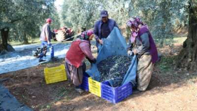 Zeytinyağı ihracatı hızlı gidiyor
