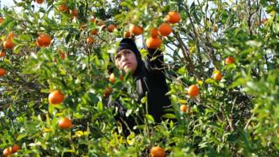 Mandalina hasadı sürüyor: ‘Dalında fiyat 17-18 lira’